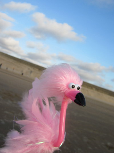 Mr. Flamingo