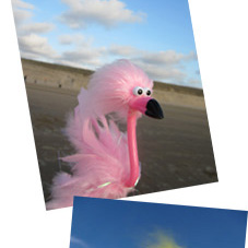Mr. Flamingo