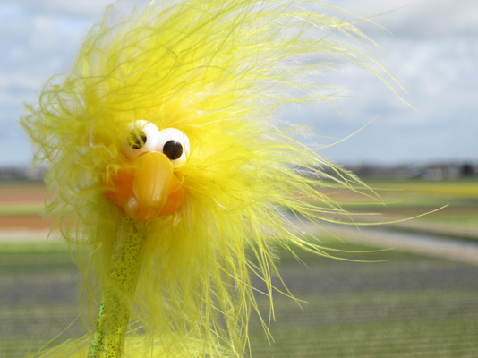 Fibo und das Blumenfeld