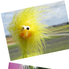 Fibo und das Blumenfeld