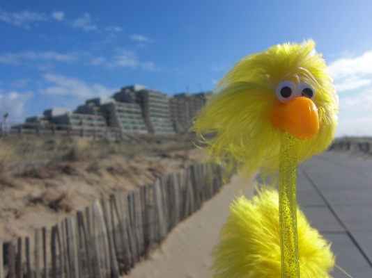 Fibo am Strand
