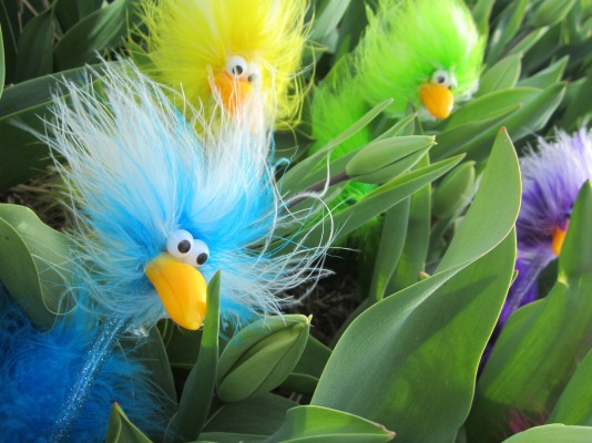 Mingos im Tulpenfeld