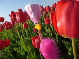Floyd mit Tulpen