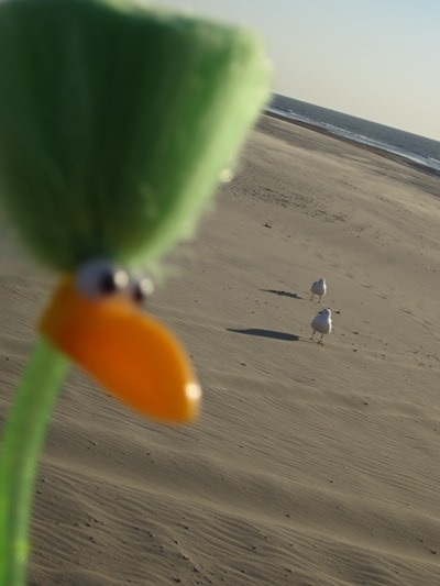 Fred und die M�wen