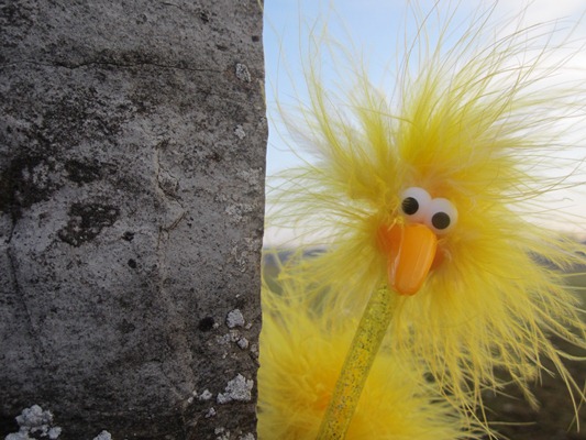 Fibo hinterm Schuppen