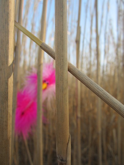 Fredda im Getreidefeld